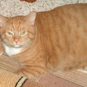 Meet your Posher, Patti